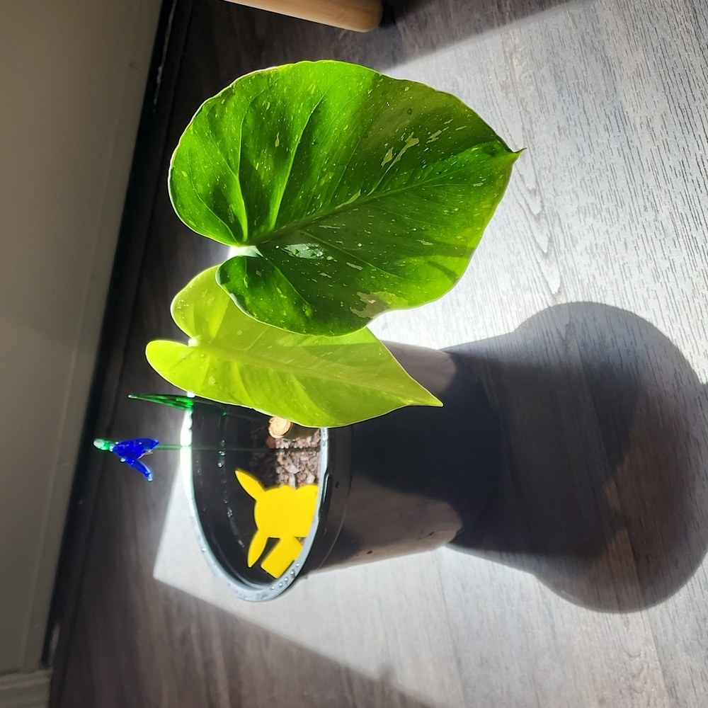 Monstera Thai Constellation